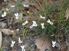 Stylidium spinulosum
