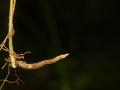Muhlenbergia sylvatica