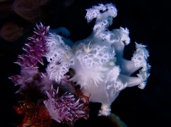 Tritoniopsis elegans