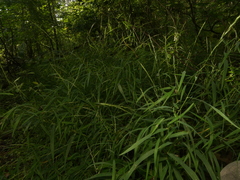 Muhlenbergia sylvatica
