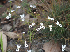 Stylidium spinulosum