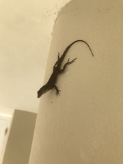 Anolis cristatellus