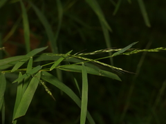 Muhlenbergia sylvatica