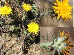 Oedera imbricata