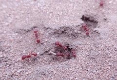 Pogonomyrmex subdentatus