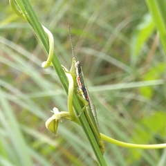 Orthacridini