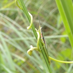 Orthacridini
