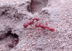 Pogonomyrmex subdentatus