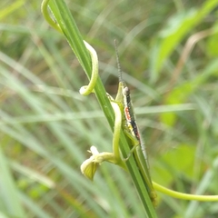 Orthacridini