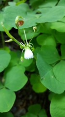 Oxalis trilliifolia