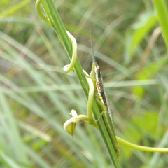Orthacridini