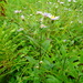 Eurybia radula - Photo (c) Sean Blaney, algunos derechos reservados (CC BY-NC), subido por Sean Blaney