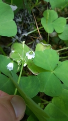 Oxalis trilliifolia