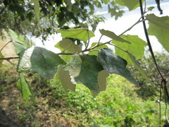 Populus alba