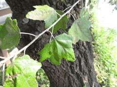 Populus alba