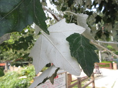 Populus alba