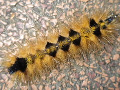 Acronicta major