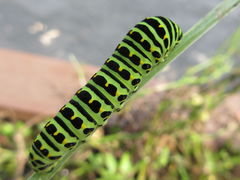 Papilio machaon