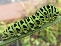 Papilio machaon