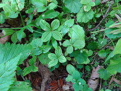 Galium kamtschaticum