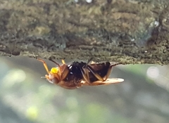 Dryomyzidae