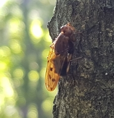 Dryomyzidae