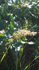 Blitum bonus-henricus