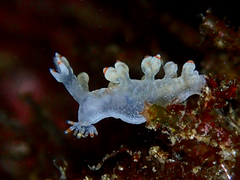Bornella stellifera