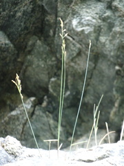 Poa glauca