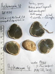 Trappea darkeri