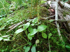 Neottia convallarioides