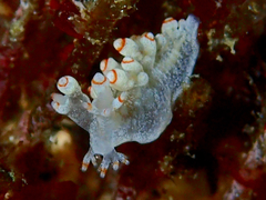 Bornella stellifera