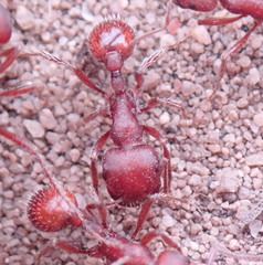 Pogonomyrmex subdentatus