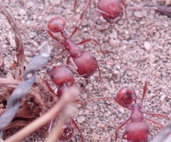 Pogonomyrmex subdentatus