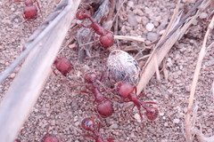 Pogonomyrmex subdentatus