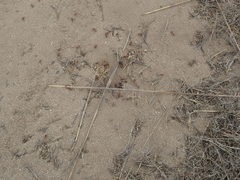 Pogonomyrmex subdentatus