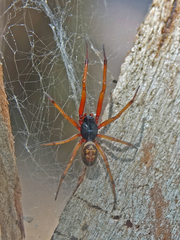 Steatoda nobilis