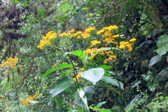 Jessea cooperi