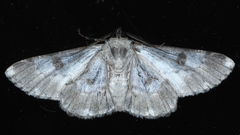 Cleora displicata