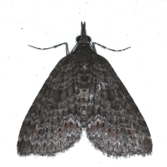 Microdes squamulata