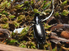 Microlestes minutulus