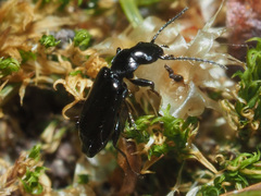 Microlestes minutulus