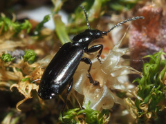 Microlestes minutulus
