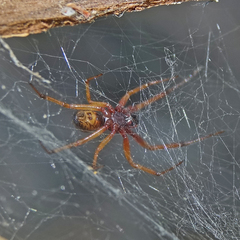 Steatoda nobilis