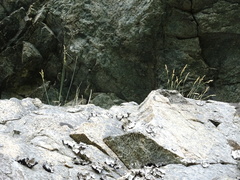 Poa glauca