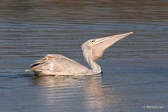 Pelecanus rufescens