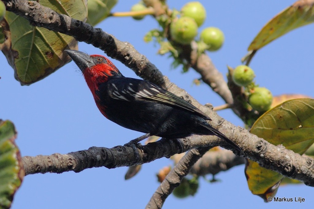 Black-billed Barbet (Lybius guifsobalito) photo