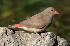 Lagonosticta senegala