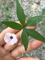 Ipomoea cairica
