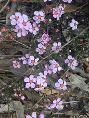 Euryomyrtus ramosissima ramosissima